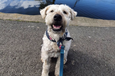 Ralph the wheaton terrier out with dog walker in blackrock park