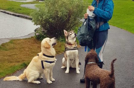 Dog walker with obedient dogs, Kane the golden retriever, Naga the collie x Husky mix and Guido the italian lagotto romagnolo dog trained to sit and stay while on dog walk in Blackrock park