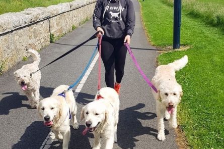 Large dogs on group dog walk with dog walker Emma featuring labradoodle Russell, golden retriever dogs Teddy and Kane and wheaton terrier puppy in Blackrock park in Dublin