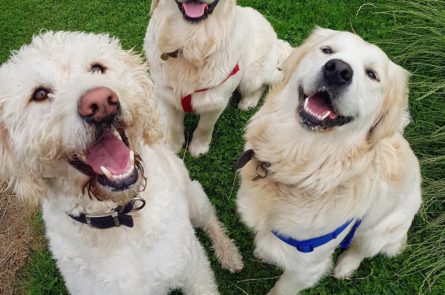 Large Labradoodle dog Russell with two golden retriever puppies Teddy and Kane out on dog walk and playdate in the park playing ball with dog walker Emma