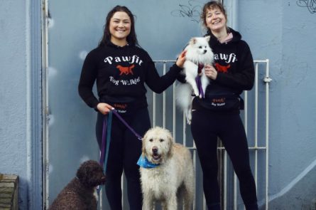 Dog walkers minding dogs in park with large breeds and small dogs