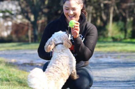 Dog walker playing ball with dog in park