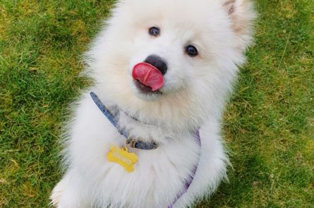 Beau the Samoyed puppy pet sitting and weekend minding