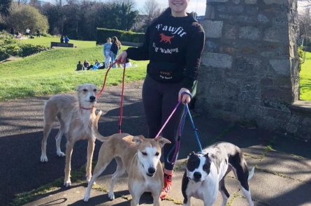 Dog Walker walking group dog walk of lurchers in Blackrock Park by the sea and beach