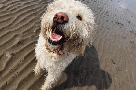 Russell the labradoodle out on dog walker at the beach playing ball at the seaside in Blackrock in Dublin