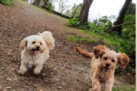 puppy playdate with cavapoo puppy Rumples and young cavachon dog Archie on a dog walk in Dublin park