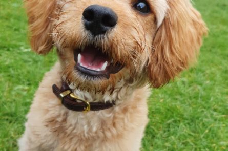 Rumples the small cavapoo dog smiling and sitting for a treat while in the park in dublin with Emma the dog walker on a puppy playdate with another dog