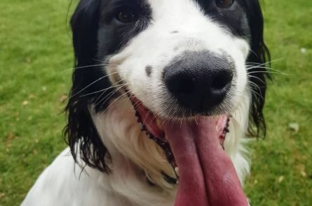 Jerry the springer spaniel looking happy while out on a dog walk in stillorgan park in dublin with dog walker emma