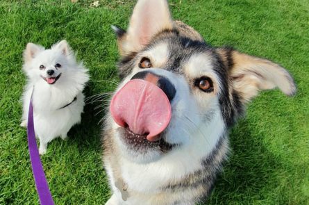 Naga the husky and Amil the pomeranian on dog walk with emma the dog walker in blackrock park