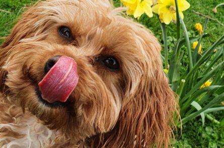 Sophie the cavapoo puppy looking forward to a dog treat while in Dublin park on dog walk with dog walker Emma