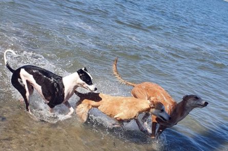 Lurchers on group dog walk at dublin beach with dog walker near Blackrock group walk